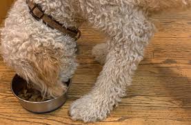 Canada fresh dog food canada fresh is the newest brand addition to the petkind family. Dog Food In Canada Pawsphere A Community For Pet Lovers