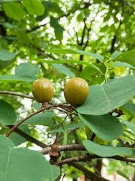 Image result for Cleistanthus