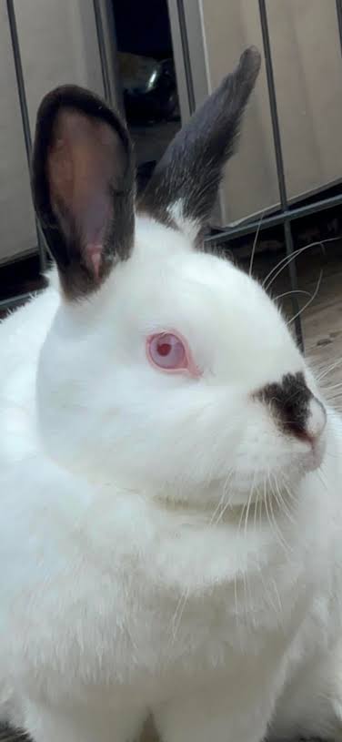 Adopting ruby eyed white rabbits from Rabbit Rescue of MN
