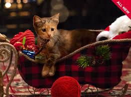 Download this free picture about cat angel christmas from pixabay's vast library of public domain images and videos. A Kitten Christmas