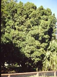 Image result for Elaeodendron croceum