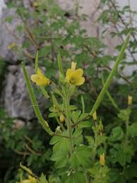 Image result for Cleomaceae