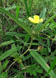 Image result for Melhania prostrata
