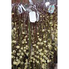 Maybe you would like to learn more about one of these? Salix Caprea Kilmarnock Plants Thompson Morgan