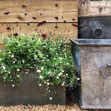 Melissa Jolly On Instagram Love This Simple Combination Of Erigeron Karvanskianus Fleabane And Cosmos Chocolate Plants It Plants Chocolate Cosmos Cosmos