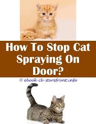 More than likely it will. 16 Beautiful How To Stop Cat Spraying In Garden Admirable