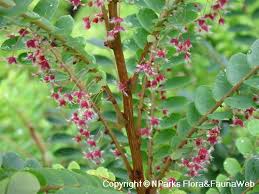 Image result for Phyllanthus muellerianus