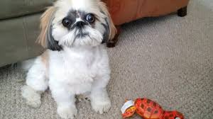 How does cancer affect dogs? How Long Can A Dog Live With Nasal Cancer Without Treatment