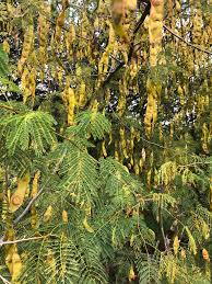 Image result for Albizia brevifolia