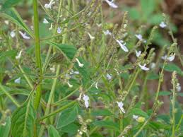 Image result for Aeollanthus pubescens