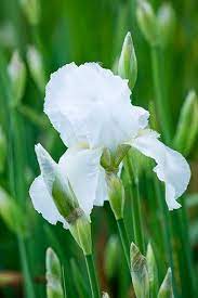 White Bearded Iris At Least Six Hours Of Sunlight Per Day A Full Day Of Sun Is Even Better Do Not Mulch Mulching Retai Iris Flowers Iris Garden Bearded Iris