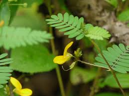 Image result for Smithia