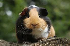 Visit your local scarborough petsmart store for essential pet supplies like food, treats and more from top brands. Guinea Pig Facts Live Science