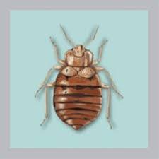 Omega termite and pest control has served the san francisco bay area for over 30 years. Bed Bugs All Gone Pest Control Exterminator San Francisco Ca Projects Photos Reviews And More Porch