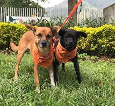 Almudena rodríguez celebrando un gol. Este 27 De Julio Se Celebra El Dia Mundial Del Perro Callejero