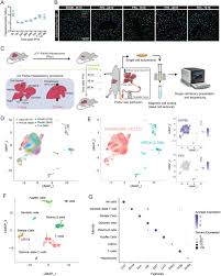 From this table it becomes clear that the majority of the work deals with parenchymal cells and tissue. Cellular Plasticity Balances The Metabolic And Proliferation Dynamics Of A Regenerating Liver Biorxiv