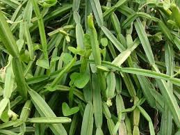 Image result for Duosperma quadrangulare