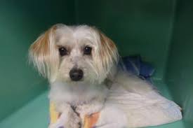 Directory of Dog Grooming in Byron, MI