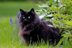 This breed even holds the record for the world's longest cat in the guinness book of world records. 14 Gorgeous Black Cat Breeds With Pictures Excited Cats