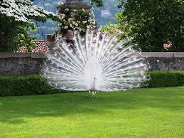 أجمل صور الطاووس الأبيض الذي ادهش العالم White Peacock Earth Pictures Peacock