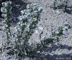 Image result for Indigofera cryptantha