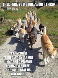 Happy National Cat Lady Day Theresurgent Com Funny Animal Photos Funny Animals Funny Animal Pictures