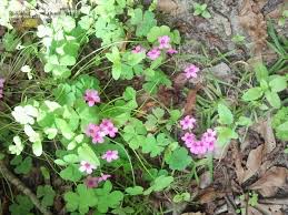 While not shaped like the traditional, symmetrical valentine's heart, some roses do have a more natural heart shape when in full bloom. Plant Identification Closed Purple Flowers With Heart Shaped Leaves 1 By Frecs
