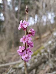 Image result for Daphne mezereum