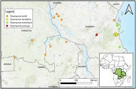 Image result for Tessmannia burttii