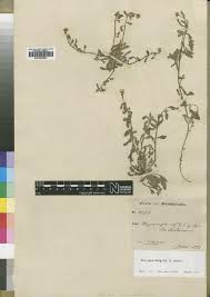 Image result for Senecio strictifolius