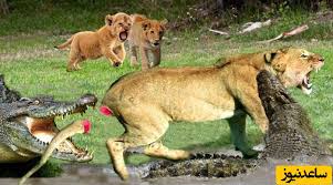 ویدئو) مستند حیات وحش حیوانات راز بقا، این داستان: نبرد نفس‌گیر توله شیر  شجاع با 6 تمساح