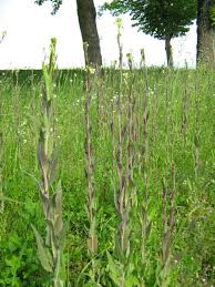 Image result for Turritis glabra