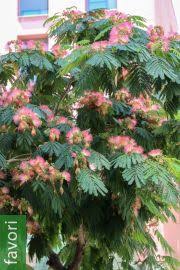 Image result for Newtonia hildebrandtii