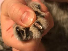 Press the powder onto the bleeding nail and hold for trimming cat claws: Cat Has A Split Nail But No Blood Or Evident Pain Treatment Catcare