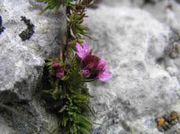 Image result for Endostemon villosus