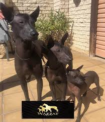 Dog for sale in scotland. Xoloitzcuintle Breeders Australia Xoloitzcuintle Info Puppies