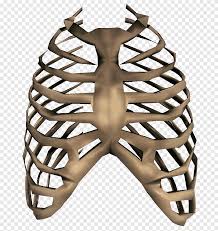 In this video, i will be showing you that how to draw human ribcage very easily. Bone Illustration Rib Cage Human Skeleton Bones Anatomy Cage Png Pngegg