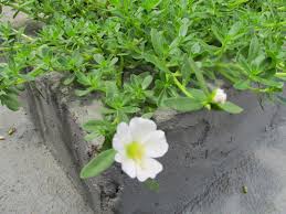 Résultat de recherche d'images pour "beldroega"