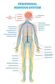 Part of the central nervous system found in the skull. 5 Nervous System Free Stock Photos Stockfreeimages