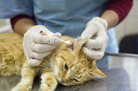 Mites Paws Claws Pet Medical Center