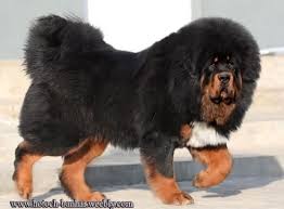 Welcome To Mongolia Mongolian Banhar Strong As A Lion Mastiff Dog Breeds Tibetan Mastiff Dog Animals