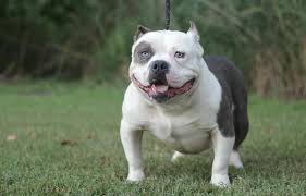 American pit bull terriers were bred to be fighting dogs. Your Guide To Pocket Pitbulls Bullies An Inside Look