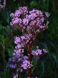 Image result for Triclisia