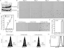 Academia.edu is a platform for academics to share research papers. Mitochondrial Catalase Induces Cells Transformation Through Nucleolin Dependent Cox 2 Mrna Stabilization Sciencedirect