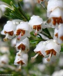 Image result for Erica arborea