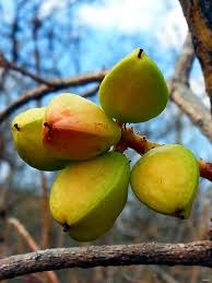 Image result for Burseraceae