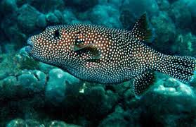 Morfologi dan klasifikasi ikan buntal pisang tetraodon lunaris. Ikan Buntal Pufferfish Myrokan