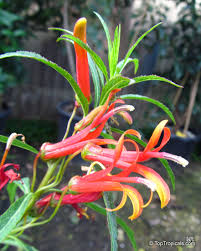 Image result for lobelia