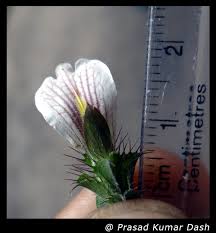 Image result for Blepharis maderaspatensis