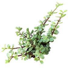 Elephant Bush In 2021 Jade Plants Unusual Plants Plants
